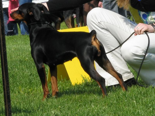 #PinczerŚredni #GermanPinscher