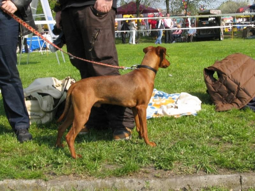 #PinczerŚredni #GermanPinscher