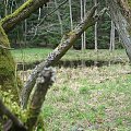 #mokradło #bajorko #las #drzewa