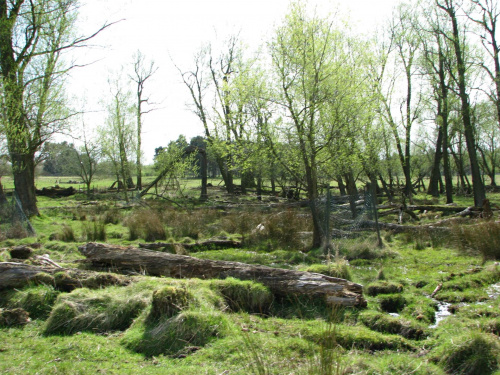 Park w Wielkiej Brytanii #przyroda #natura #krajobraz #drzewa #rośliny #zwierzęta #park #niebo