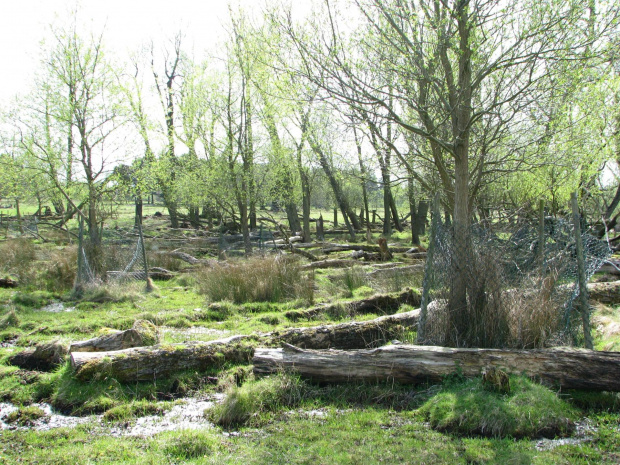 Park w Wielkiej Brytanii #przyroda #natura #krajobraz #drzewa #rośliny #zwierzęta #park #niebo