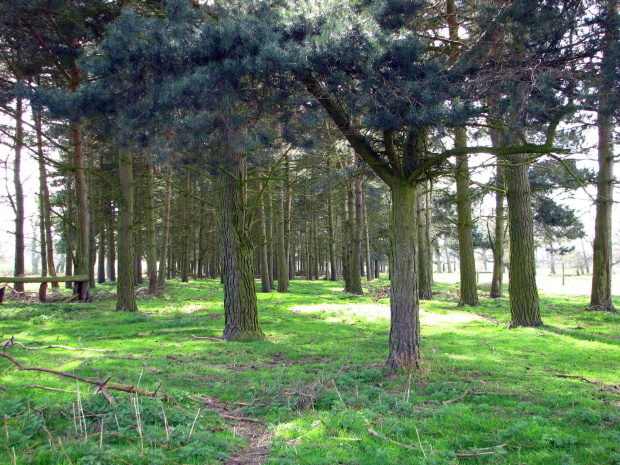 Park w Wielkiej Brytanii #przyroda #natura #krajobraz #drzewa #rośliny #zwierzęta #park #niebo