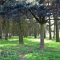 Park w Wielkiej Brytanii #przyroda #natura #krajobraz #drzewa #rośliny #zwierzęta #park #niebo