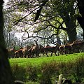 Renifer (ren) (Rangifer tarandus). Dla podgatunków północnoamerykańskich stosuje się nazwę Karibu. #przyroda #natura #krajobraz #drzewa #rośliny #zwierzęta #park #niebo