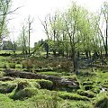 Park w Wielkiej Brytanii #przyroda #natura #krajobraz #drzewa #rośliny #zwierzęta #park #niebo