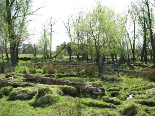 Park w Wielkiej Brytanii #przyroda #natura #krajobraz #drzewa #rośliny #zwierzęta #park #niebo