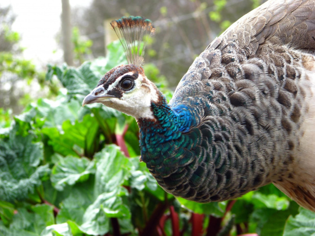 Paw indyjski (Pavo cristatus) - duży ptak grzebiący z rodziny kurowatych #przyroda #natura #zwierzęta #ptaki #krajobraz #paw #fauna #flora