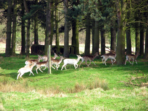 Daniele (Dama dama) - gatunek ssaka z rodziny jeleniowatych #przyroda #natura #krajobraz #drzewa #rośliny #zwierzęta #park #niebo