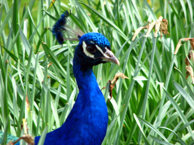 Paw indyjski (Pavo cristatus) - duży ptak grzebiący z rodziny kurowatych #przyroda #natura #zwierzęta #ptaki #krajobraz #paw #fauna #flora