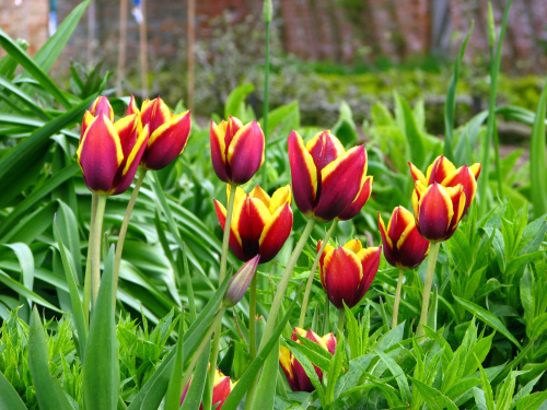 Tulipany #przyroda #natura #rośliny #botanika #kwiaty #makrofotografia #flora