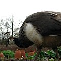 Paw indyjski (Pavo cristatus) - duży ptak grzebiący z rodziny kurowatych #przyroda #natura #zwierzęta #ptaki #krajobraz #paw #fauna #flora