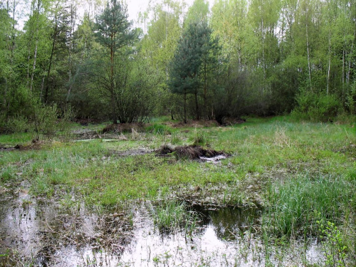 Leśne bagno. Nadleśnictwo w Kaletniku gm. Koluszki, #Las #bagno #Nadleśnictwo #Brzeziny #Koluszki #Kaletnik