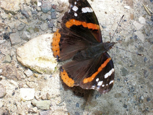 Motyl #przyroda