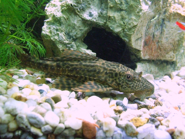 Ancistrus dolichopterus (Zbrojnik niebieski)