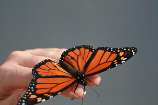 Motyl meksykański w Kanadzie:) #wakacje #canada #ontario