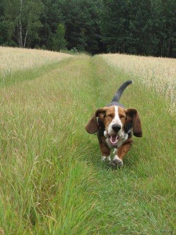 Aaaaaaaa.....! #pies #BassetHound #Boogie #Ostrołęka