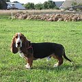 #pies #psy #BassetHound #Boogie #Ostrołęka