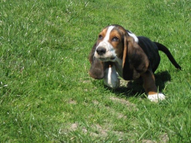 ech ta nadwaga... #pies #BassetHound #Boogie #Ostrołęka