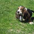 ech ta nadwaga... #pies #BassetHound #Boogie #Ostrołęka