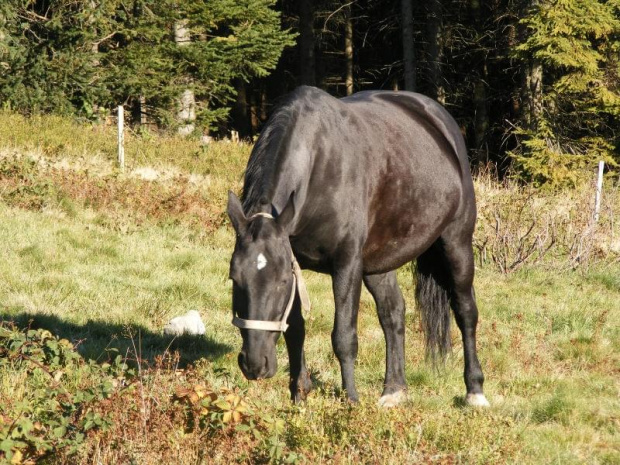 Brenna #Góry #Koń #Brenna