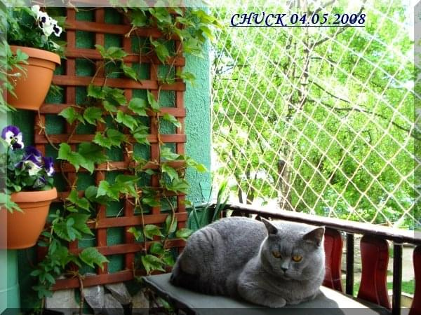 CHUCK-maj 2008