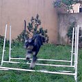 agility #pies