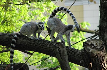 #Małpy #zoo #Wrocław