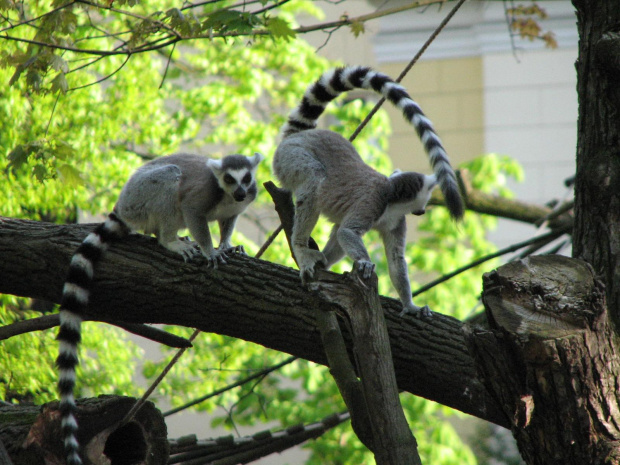 #Małpy #zoo #Wrocław