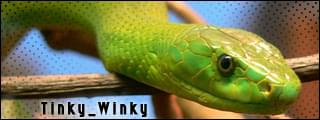 snake_tinki