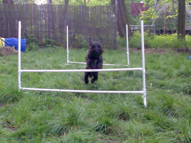 agility #pies