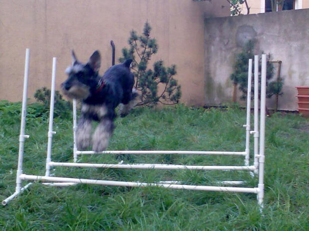 agility #pies