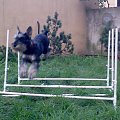 agility #pies