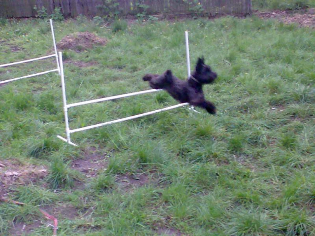 agility #pies