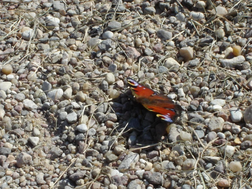 butterfly,bunny #butterfly #bunny