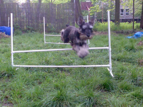 agility #pies