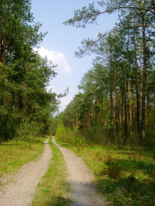 najzwyklejsza droga przez las
