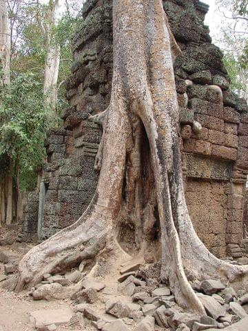 Ta Prohm