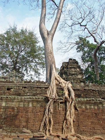 Ta Prohm