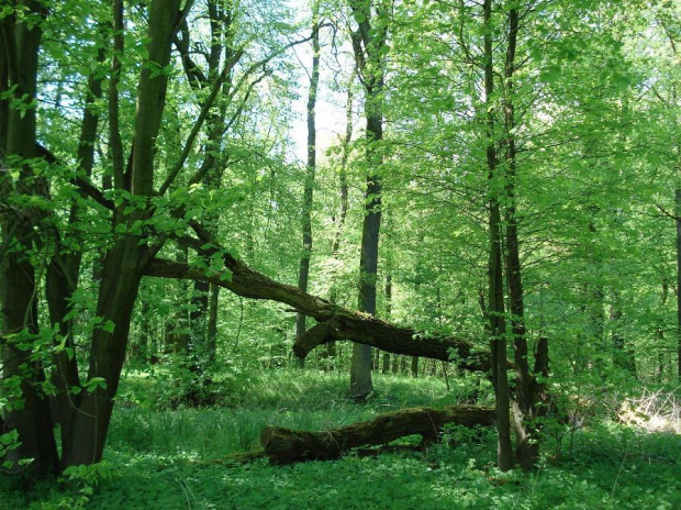 Łęgi nad Odrą od strony Prochowic