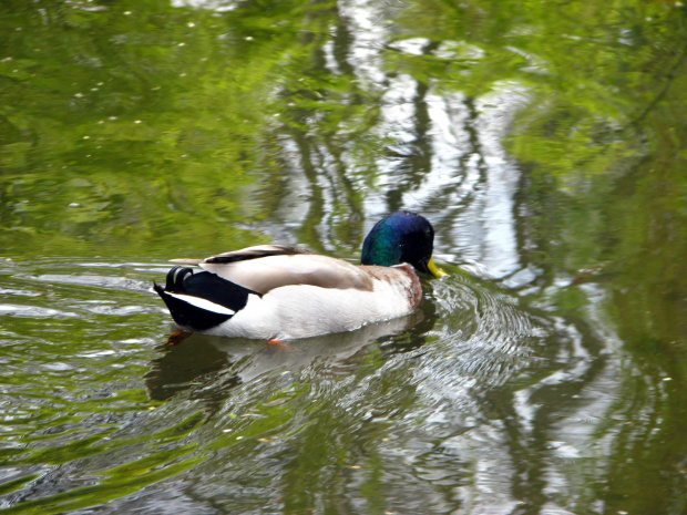 krzyżówka #przyroda #natura #zwierzęta #krajobraz #drzewa #park #wiosna #ogród