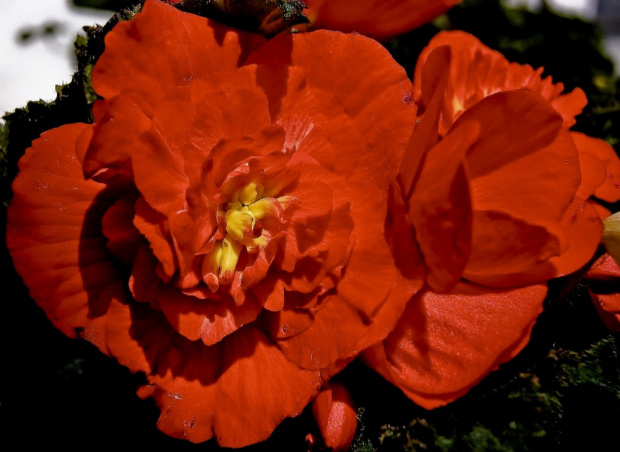 Begonia #kwiaty #ogrodek #hobby