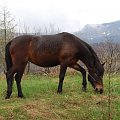 Bieszczady