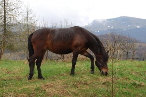 Bieszczady