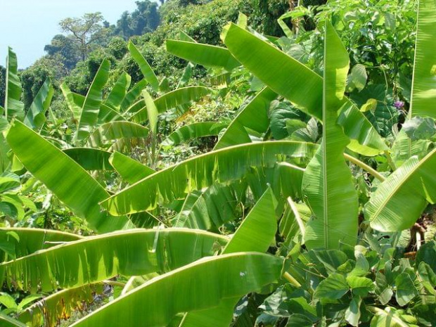 plantacja bananów na wzgórzu, Pulau Perentian Kecil (Wyspa Przystanek Mały)