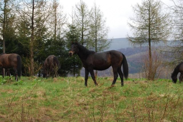 Bieszczady