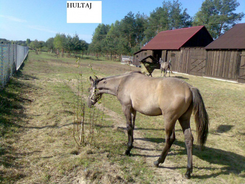 Tak urósł i wyładniał Hultaj