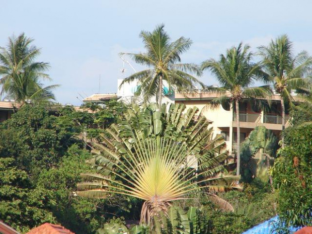 Palma podróżników (traveller's palm/tree) - Ravenala 'madagascariensis', wyspa Phuket