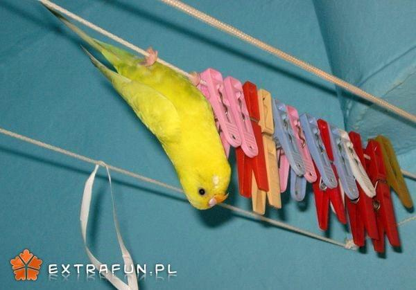 extrafun