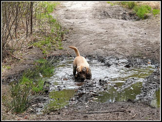 #PiesLabrador