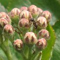 aronia z lokatorem